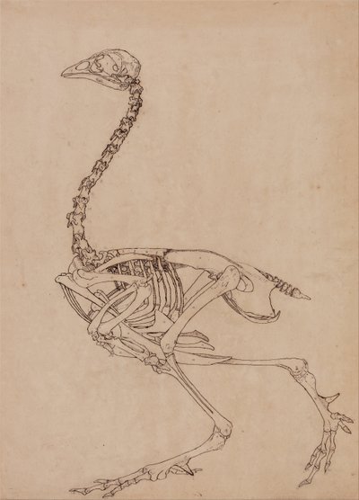 Esposizione anatomica comparativa della struttura del corpo umano con quella di una tigre e di una mucca da George Stubbs